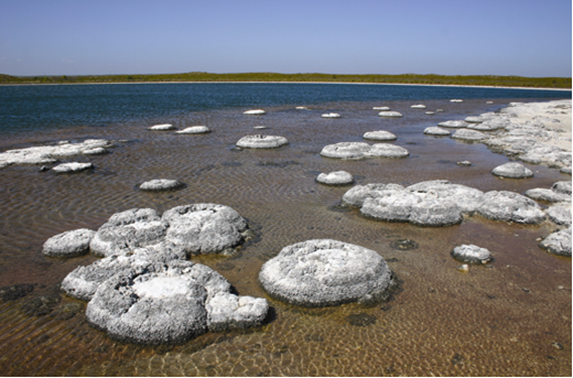 Stromatolites in the saline Lake Thetis, Western Australia. Photo: Ken McNamara